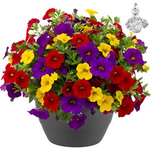 Afbeelding van HP27 mono.mix Calibrachoa Tropicana